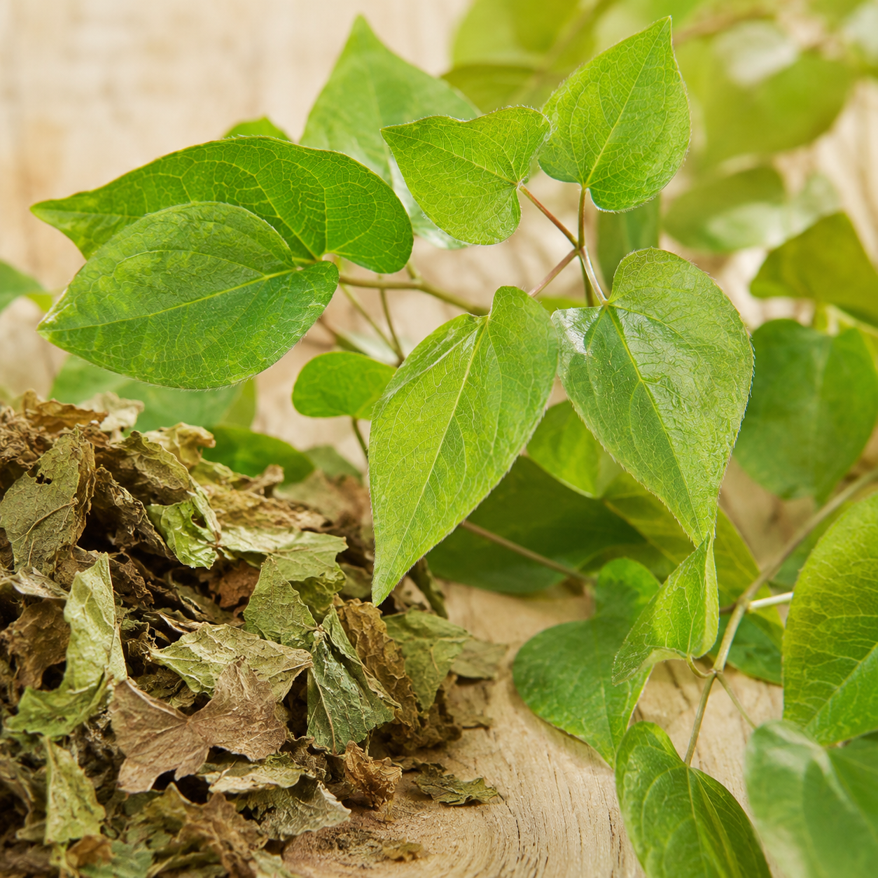 Epimedium